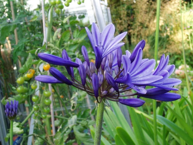 Agapanthus Midnight Star