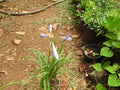 Agapanthus Peter Pan