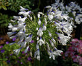 Agapanthus Queen Mum