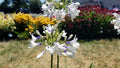 Agapanthus Twister