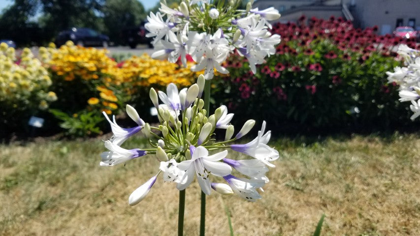 Agapanthus Twister