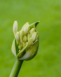 Agapanthus White Heaven