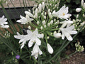 Agapanthus africanus 'Albus',