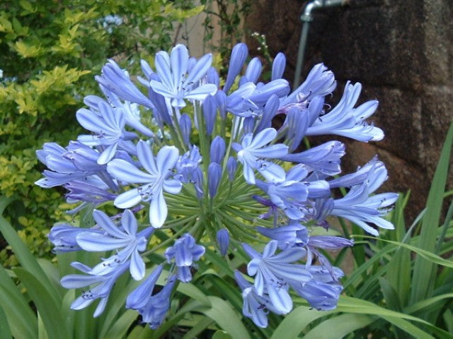 Agapanthus africanus,