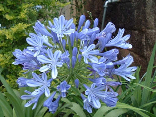 Agapanthus africanus,