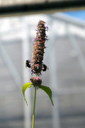 Agastache 'Black Adder',