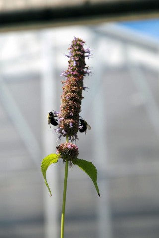 Agastache 'Black Adder',