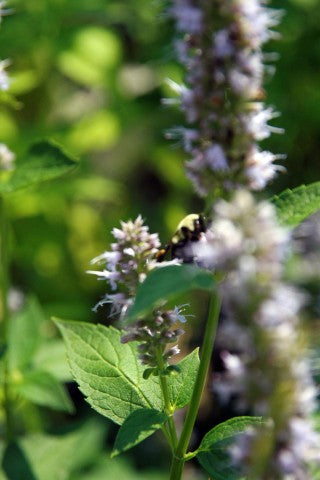 Agastache 'Blue Fortune',