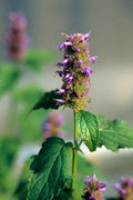 Agastache foeniculum