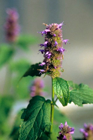 Agastache foeniculum