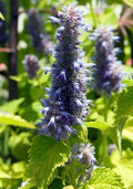 Agastache rugosa 'Golden Jubilee',