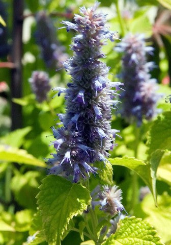 Agastache rugosa 'Golden Jubilee',