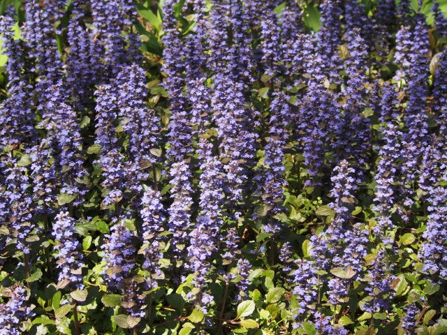 Ajuga reptans 'Atropurpurea'
