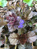 Ajuga reptans Black Scallop