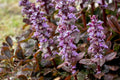 Ajuga reptans Braunherz