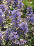 Ajuga reptans 'Burgundy Glow',