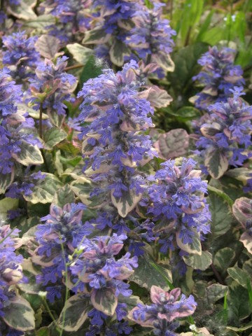 Ajuga reptans 'Burgundy Glow',