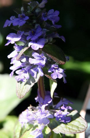 Ajuga reptans Catlins Giant