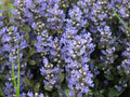 Ajuga reptans Chocolate Chip