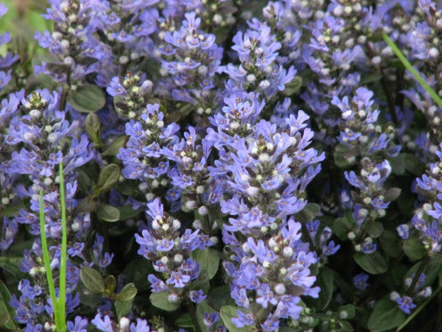Ajuga reptans Chocolate Chip