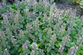 Ajuga reptans 'Rosea',