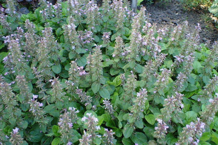 Ajuga reptans 'Rosea',