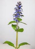 Ajuga reptans,