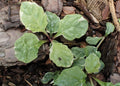 Ajuga reptans Variegata