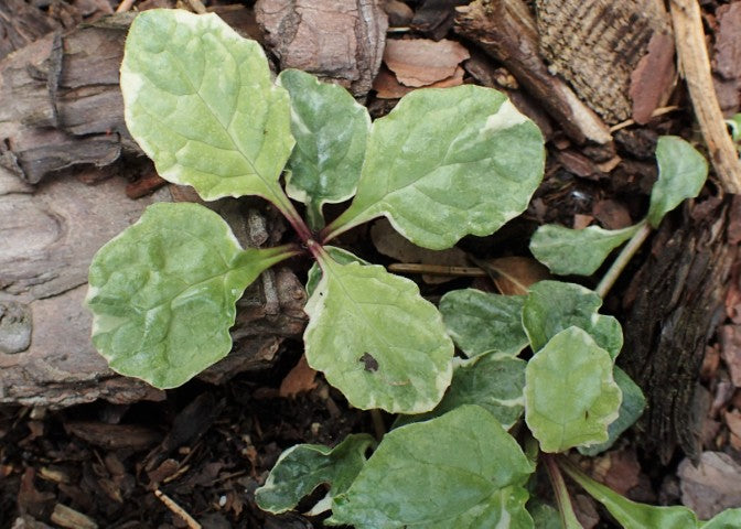 Ajuga reptans Variegata