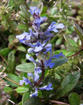 Ajuga tenorii Valfredda