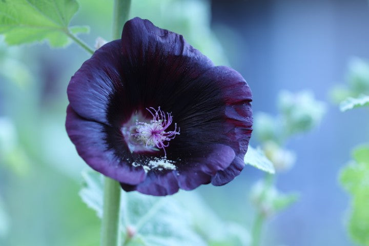 Alcea rosea Blacknight