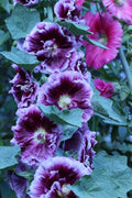 Alcea rosea Creme de Cassis