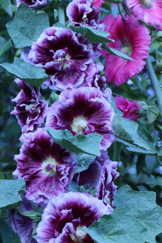 Alcea rosea Creme de Cassis