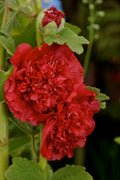 Alcea rosea Double Scarlet