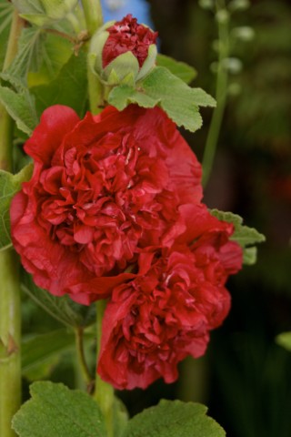Alcea rosea Double Scarlet