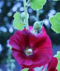 Alcea rosea Mars Magic