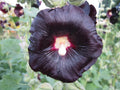 Alcea rosea Nigra
