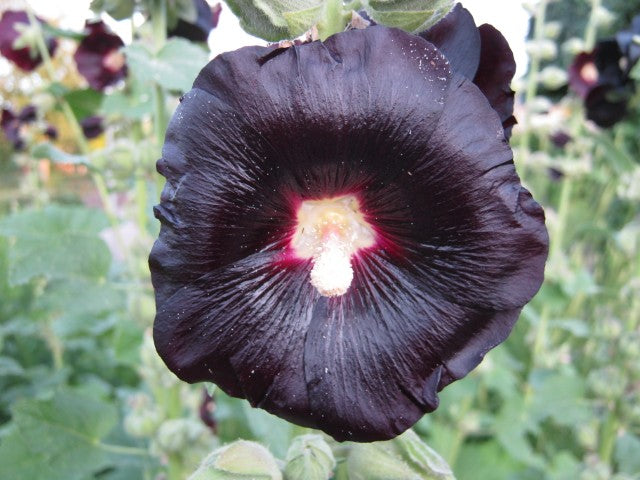 Alcea rosea Nigra