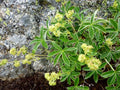 Alchemilla alpina