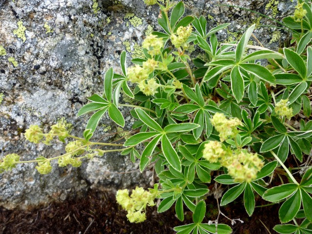 Alchemilla alpina
