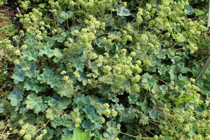 Alchemilla caucasica