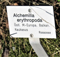 Alchemilla erythropoda,