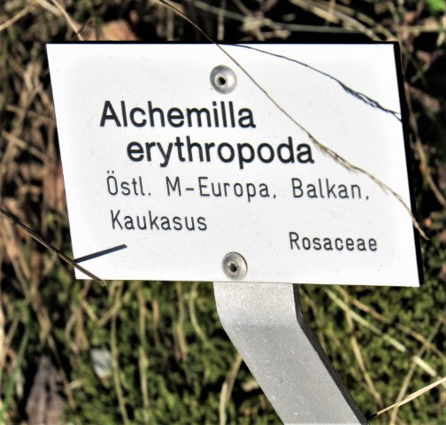Alchemilla erythropoda,