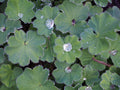 Alchemilla mollis,