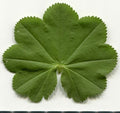 Alchemilla vulgaris,