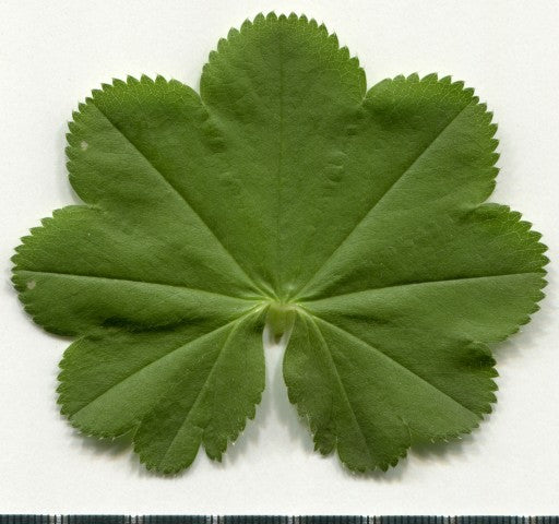 Alchemilla vulgaris,