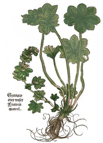Alchemilla xanthochlora