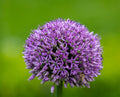 Allium Gladiator