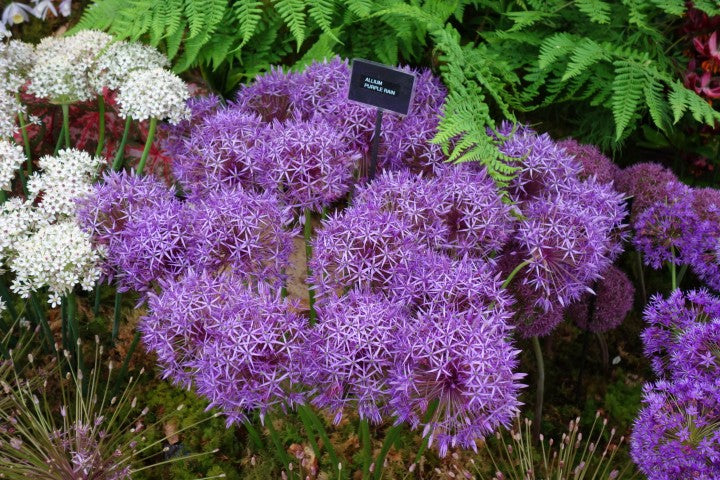Allium Purple Rain
