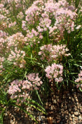 Allium Sugar Melt